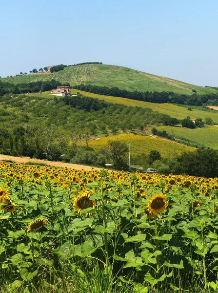 Summer landscape in Marches (Italy) — Stock Photo, Image