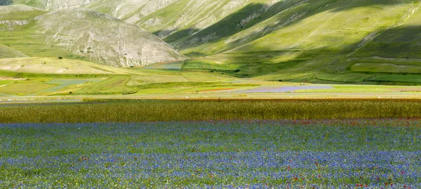 Piano Grande di Castelluccio (Italy) — Stock Photo, Image