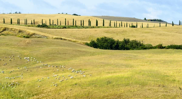 Crete Senesi (Toscana, Italia) ) — Foto de Stock