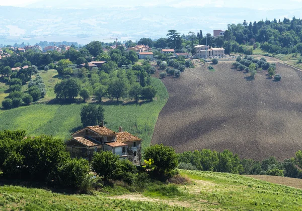 Marches (Italy): summer landscape — Stock Photo, Image