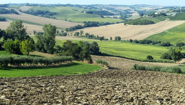 Marches (Italia): paisaje de verano —  Fotos de Stock