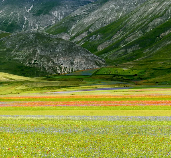 Piano Grande di Castelluccio (Italia) ) —  Fotos de Stock