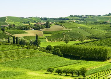 langhe (İtalya yaz peyzaj)