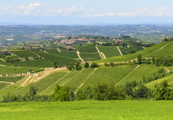 Літній пейзаж у регіоні langhe (Італія) — стокове фото