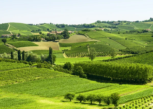 Krajobraz lato w langhe (Włochy) — Zdjęcie stockowe