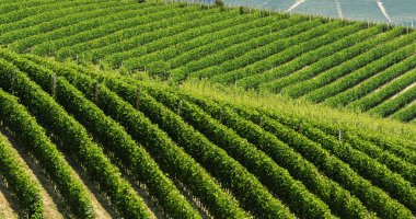 Langhe (Piedmont peyzaj)