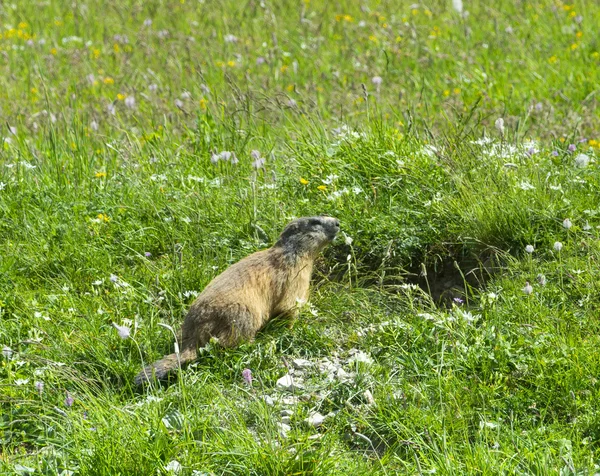 Groundhog in de Italiaanse Alpen — Stockfoto