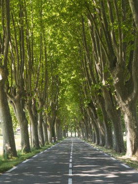 Provence (Fransa yolda)