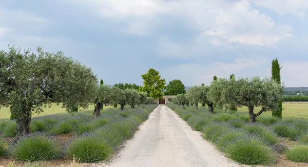 Azienda agricola in Provenza — Foto Stock