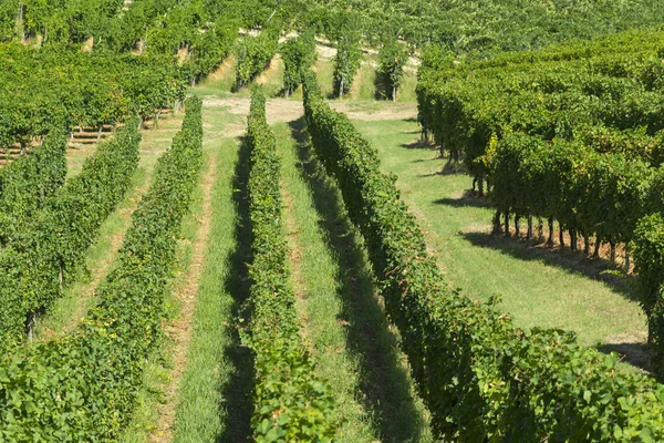 Viñedos en Oltrepo Pavese (Italia) ) — Foto de Stock