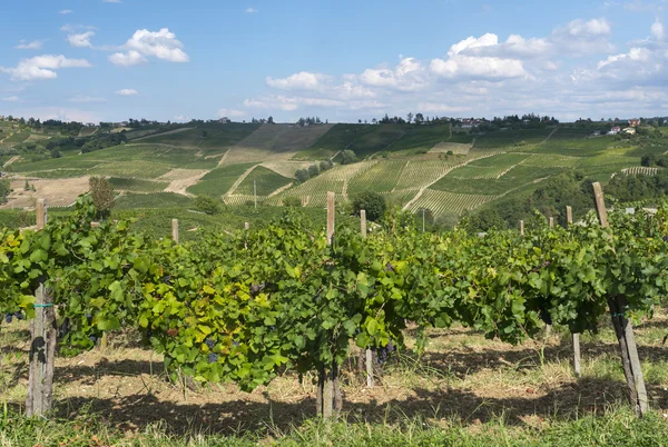 Wijngaarden in Oltrepo Pavese (Italië) — Stockfoto