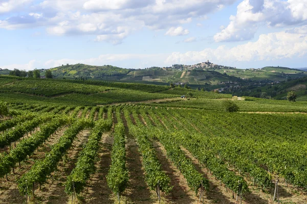 Виноградники Олтрепо-Павезе (Италия) ) — стоковое фото