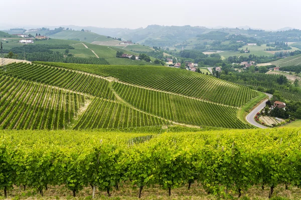 Landscape in Langhe (Piedmont) — Stock Photo, Image