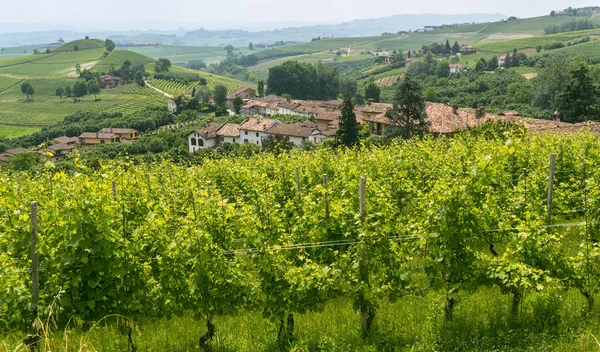 Paesaggio nelle Langhe (Piemonte) ) — Foto Stock