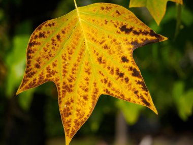 İtalya, Lombardy 'deki Portello Parkı' nda sonbahar