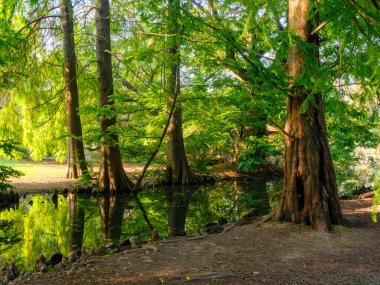 Parco Sempione 'de sonbahar, Milano, Lombardiya, İtalya' da halk parkı
