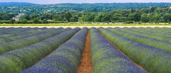 Lavendelfält i provence — Stockfoto