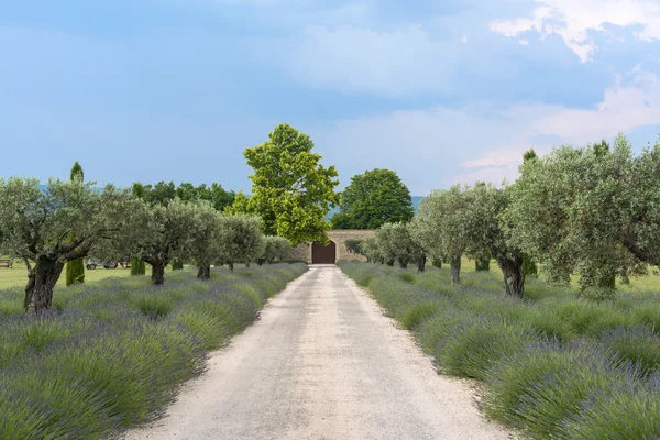 Farm in Provence — Stock Photo, Image