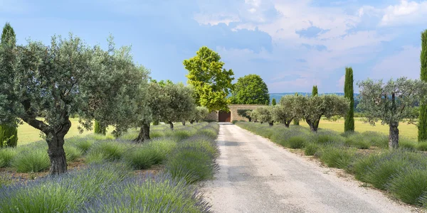 Azienda agricola in Provenza — Foto Stock