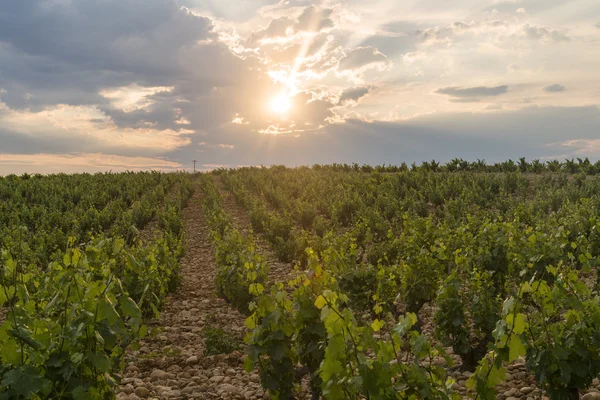 Landschaft in der Nähe von orange (provence) — Stockfoto