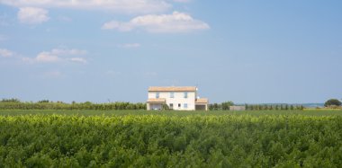 Beyaz Saray'da Camargue (Provence)