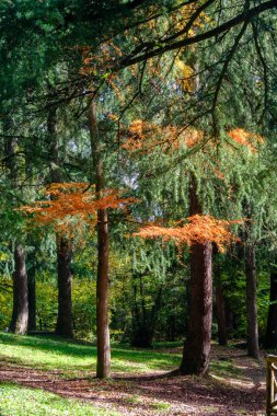 Monza parkının yolu, Brianza, Lombardy, İtalya, Ekim ayında