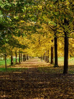 Monza parkının yolu, Brianza, Lombardy, İtalya, Ekim ayında