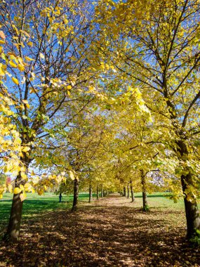 Monza parkının yolu, Brianza, Lombardy, İtalya, Ekim ayında