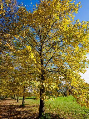 Monza parkının yolu, Brianza, Lombardy, İtalya, Ekim ayında
