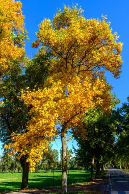 Monza parkının yolu, Brianza, Lombardy, İtalya, Ekim ayında