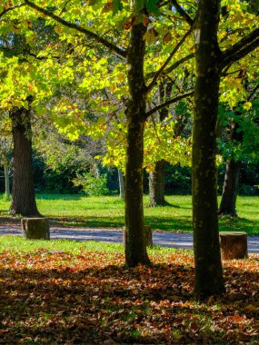Monza Parkı, Brianza, Lombardy, İtalya, Ekim ayında.