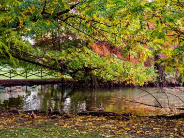 Parco Sempione 'de sonbahar, Milano, Lombardiya, İtalya' da halk parkı
