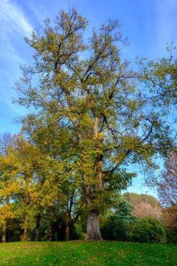 Parco Sempione 'de sonbahar, Milano, Lombardiya, İtalya' da halk parkı