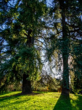 Parco Sempione 'de sonbahar, Milano, Lombardiya, İtalya' da halk parkı