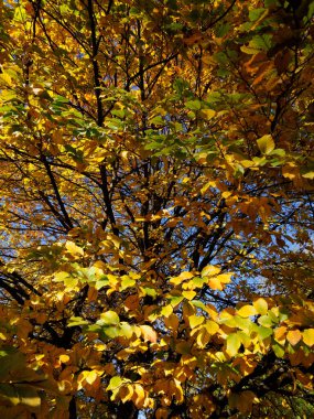 Parco Sempione 'de sonbahar, Milano, Lombardiya, İtalya' da halk parkı