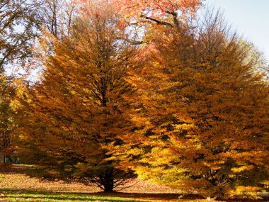Parco Sempione 'de sonbahar, Milano, Lombardiya, İtalya' da halk parkı