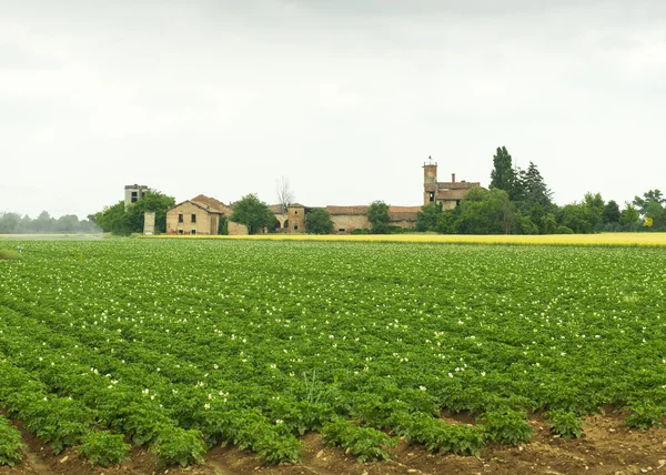 Fältet av potatis i Piemonte — Stockfoto