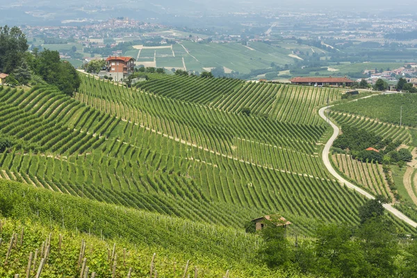 Krajina v Langhe (Piemont) — Stock fotografie