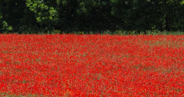 La Breole (Haute Provence)