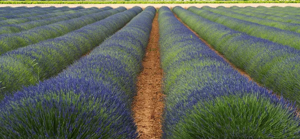 Campo de lavanda en provence —  Fotos de Stock