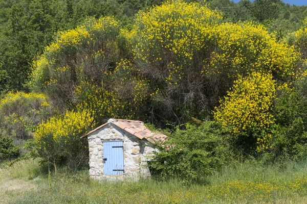 Košťata v Provence (Francie) — Stock fotografie