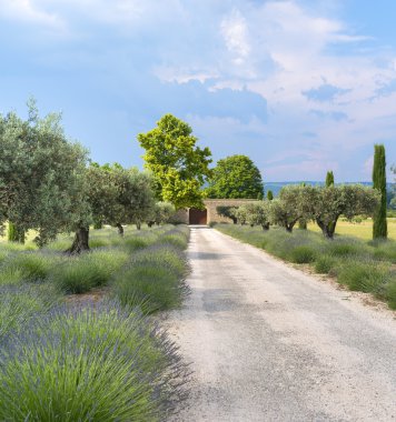 Provence grupta