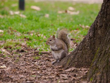 Parco Sempione olarak bilinen parkta vahşi sincap Milano, Lombardy, İtalya 'da, kışın