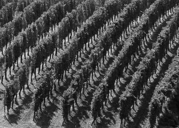 Vineyards in Oltrepo Pavese (Italy) — Stock Photo, Image