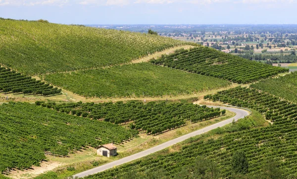 Viñedos en Oltrepo Pavese (Italia) ) —  Fotos de Stock