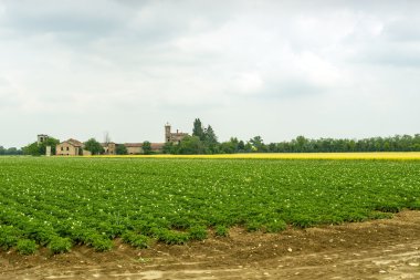 Alan patates Piedmont