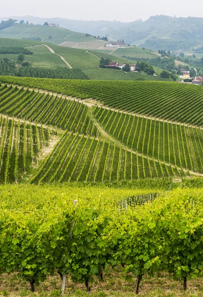 Krajina v Langhe (Piemont) — Stock fotografie