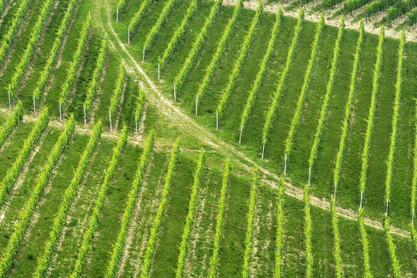 Landschap in Langhe (Piemonte) — Stockfoto