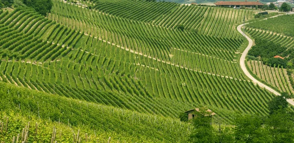 Paisagem em Langhe (Piedmont ) — Fotografia de Stock