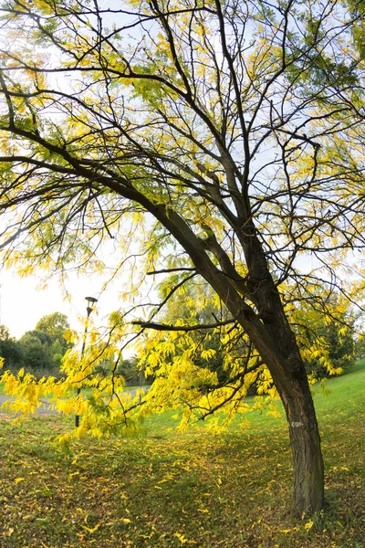 Park w Mediolanie w jesieni — Zdjęcie stockowe